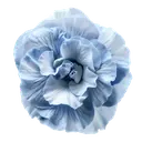 Blue Bloom
