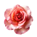 Coral Rose