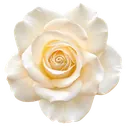 Cream Rose