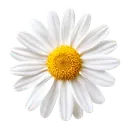 White Daisy