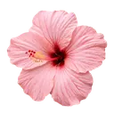 Pink Hibiscus