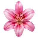 Pink Lily