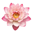 Pink Lotus