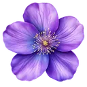 Purple Bloom