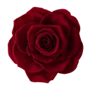 Red Rose