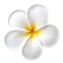 White Plumeria